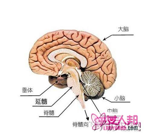 >什么情况引起脑干出血？ 6个疗法助你早日恢复健康