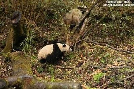 >华娇年龄 大熊猫“华娇”将放归野外 它的哥哥“淘淘”已放归3年