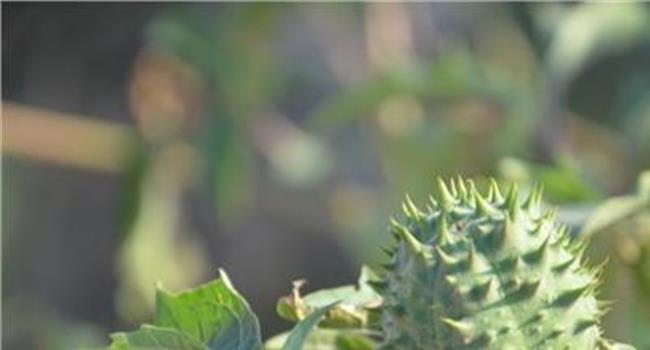 【曼陀罗花泡水使人迷幻】曼陀罗花语是什么 不同颜色曼陀罗花的花语