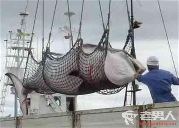 >日本捕杀怀孕母鲸引众怒 日方辩称"科学研究"