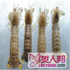 【濑尿虾】濑尿虾的做法_濑尿虾怎么吃
