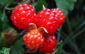 山莓有毒吗？山莓和蛇莓的区别