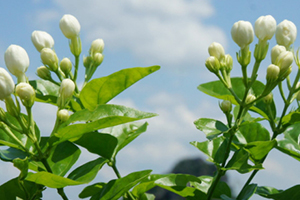 茉莉精油使用方法 茉莉精油使用注意事项