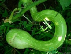 蛇瓜孕妇能吃吗？孕妇吃蛇瓜的好处和禁忌