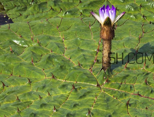 芡实是莲子吗？芡实是长在哪里的