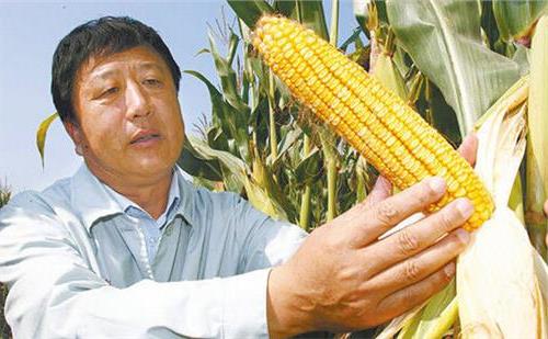 李登海简历 杂交玉米之父李登海简介 李登海与玉米的故事