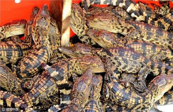 中越边境查获鳄鱼 近千条暹罗鳄鱼苗仅出生15天
