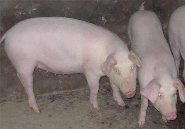 >罗翔案例分析 一例母猪不吃案例分析 及带给养猪人的思考