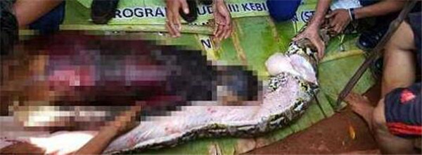 印尼巨蟒吞噬女子 村民壮胆剖开蛇肚找到尸体