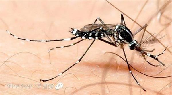 广州首例刘世伟 广东2015年首例登革热病例在广州发生 注意灭蚊