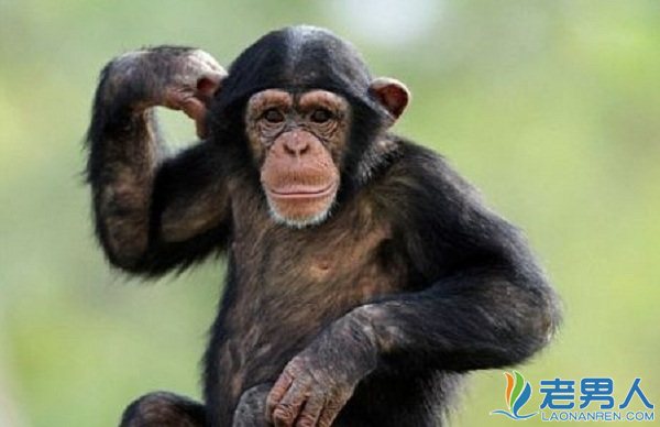 >黑猩猩也会卖身 性观念开放程度令人诧异