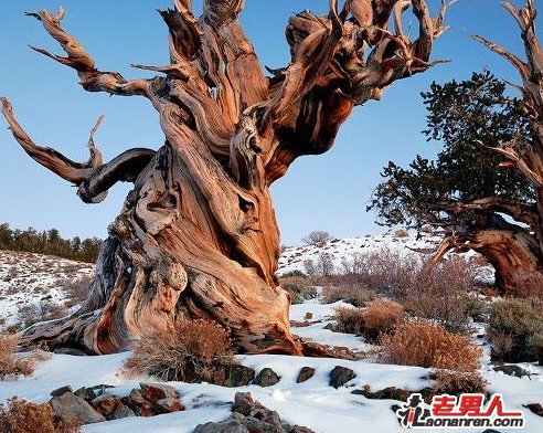 >全球最古老的十棵巨树【组图】