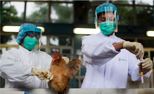 临沂孙丰刚最新消息 禽流感最新消息:山东临沂确诊1例输入性H7N9禽流感病例