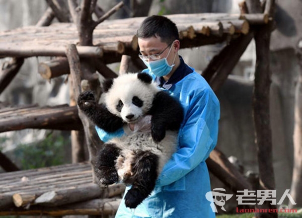 熊猫抱大腿成网红 为何熊猫爱抱大腿呢？