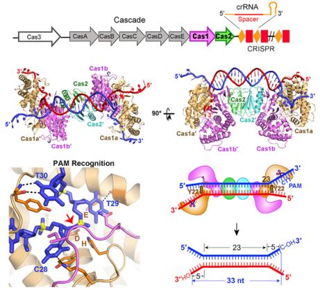 >王艳丽生物物理所 生物物理所揭示CRISPR获取新间隔序列的分子机制