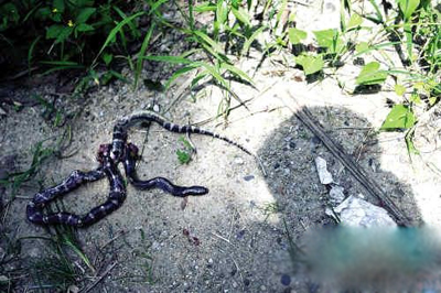 >动物够疯狂:银环蛇咬死午睡男子 巨型蝠鲼被切割(视频)