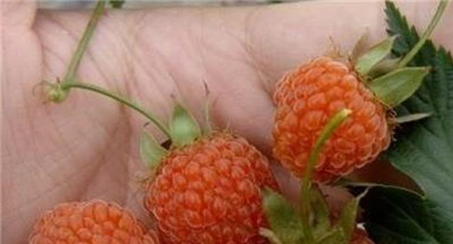 【蛇莓的别名】蛇莓可以吃吗 蛇莓和野草莓的区别