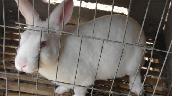 陕西曹森是三原哪里人 哪里有卖肉兔的 陕西三原肉兔种兔多少钱一只