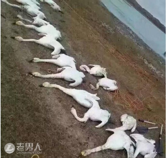 >内蒙古数百天鹅被捕杀 死因不明