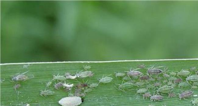 【蚜虫长什么样子图片】蚜虫种类图片?蚜虫主要危害哪些农作物