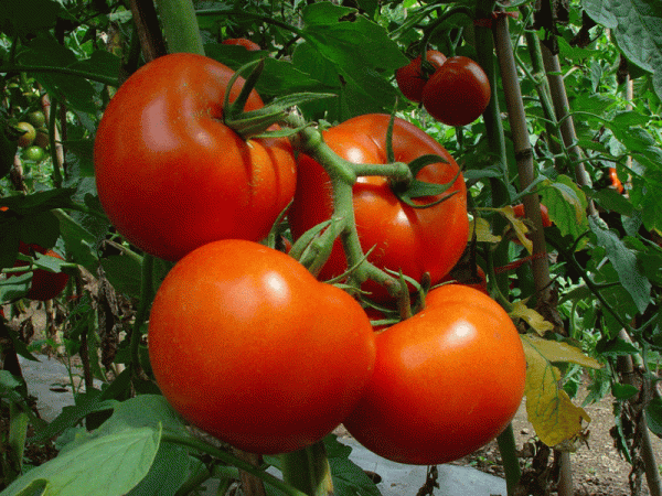 番茄种植方法技巧