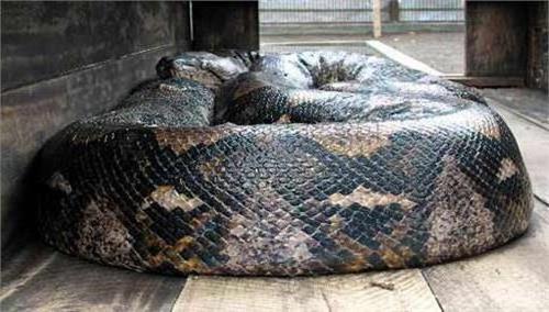>超级解密:世界上最大的蛇能吃人吗?