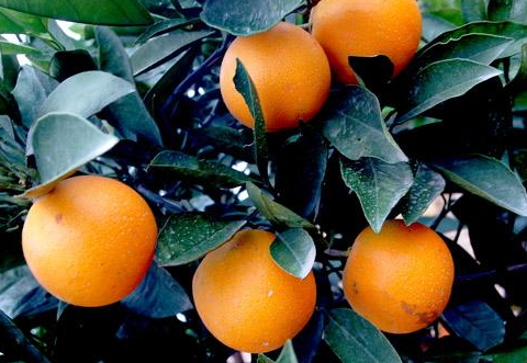 >冰糖柑和冰糖橙的区别 教你正确区分柑和橙
