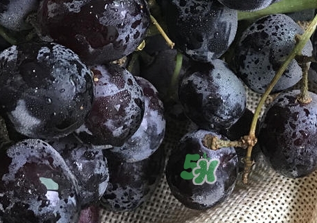 黑葡萄的营养价值_黑葡萄的功效与作用及饮食禁忌