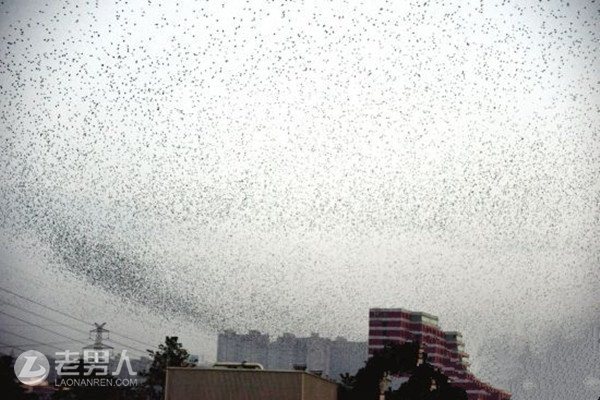 株洲城区现数千只鸟盘旋 遮云蔽日景象