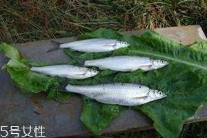 白条鱼多少钱一斤 白条鱼的选购技巧