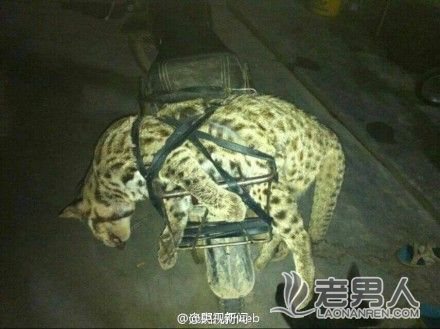 >广西通报网传猎杀豹猫图片调查结果：实为家猫