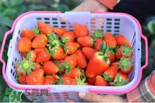 摘草莓要带什么？摘草莓要准备哪些东西？