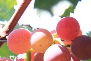 葡萄籽能长期服用吗？