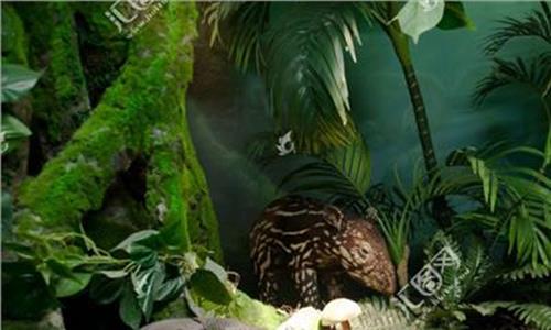 热带雨林电影完整版 海南设立热带雨林国家公园管理机构