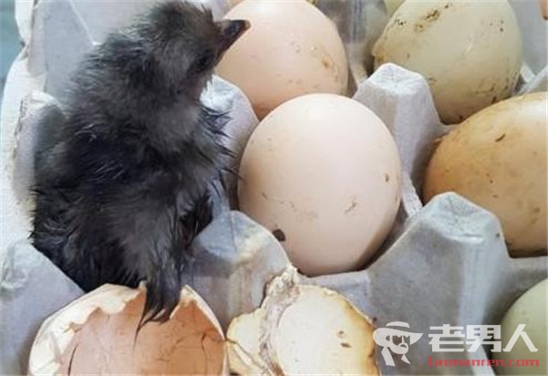 鸡蛋放阳台孵出鸡 因韩国连续高温而孕育了新生命