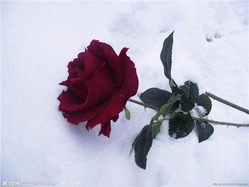 >樊发稼雪野 雪地里的红玫瑰 ──评樊发稼诗集《雪朝》