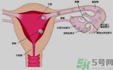 >女性左侧小腹是什么器官?女性左侧小腹痛是怎么回事?