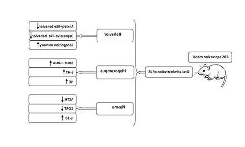 >中科院金锋ns乳酸菌 Neuroscience:中科院心理所金锋研究组揭示补充益生菌可能治疗抑郁症
