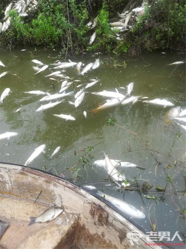 >陕西鱼塘8万斤鱼全死光 检出污染物超标572倍