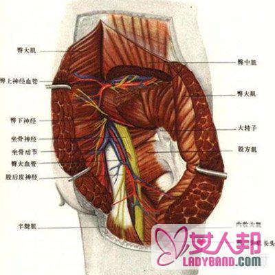 盘点训练臀中肌的方法 让身体更健康