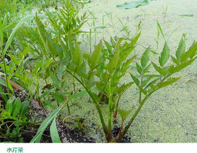 水芹菜和毒芹有哪些区别？水芹菜和毒芹图片