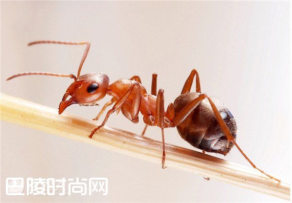 沙漠行军蚁真实的存在吗 沙漠行军蚁超强捕猎能力