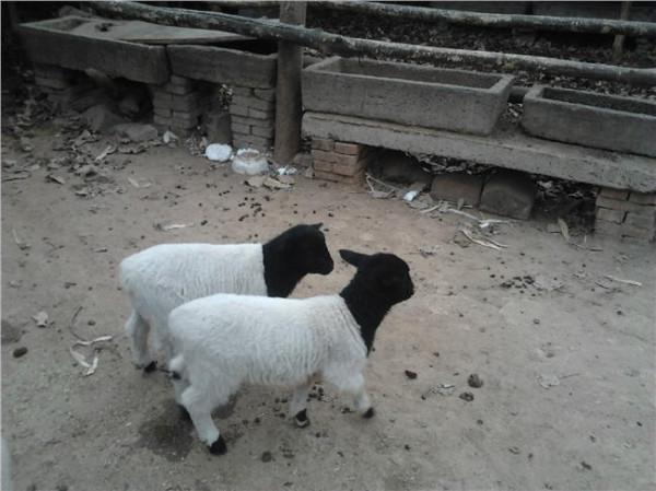 杜波羊缺点 杜泊羊多少钱一只 杜波绵羊养殖场