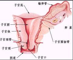 >现代女性卵巢功能早衰 解析卵巢保养误区