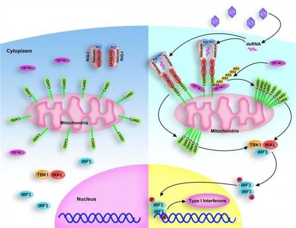 山东大学王小云教授 山东大学特聘教授Nature Immunology文章