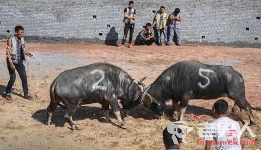 湖南举行牛羊格斗 水牛和山羊进行殊死搏斗