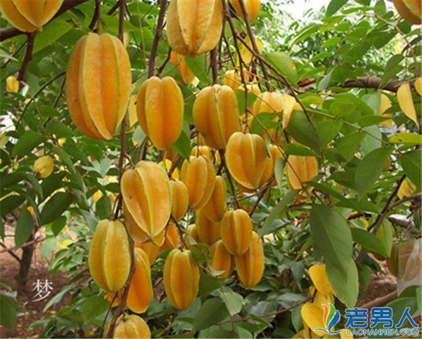 >杨桃的功效与作用 秋季养生水果推荐