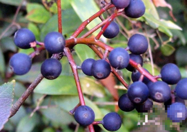 >乌饭树药用价值_蓝莓和乌饭树的区别推荐分类