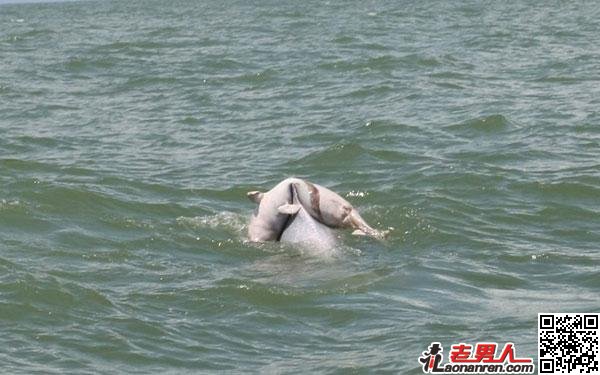 母海豚驮死亡小海豚回家感动网友【图】