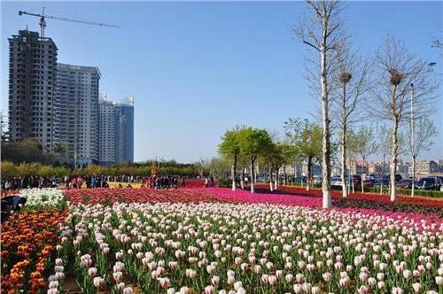 >烟台郁金香广场成新景观 薰衣草6月底开花(图)